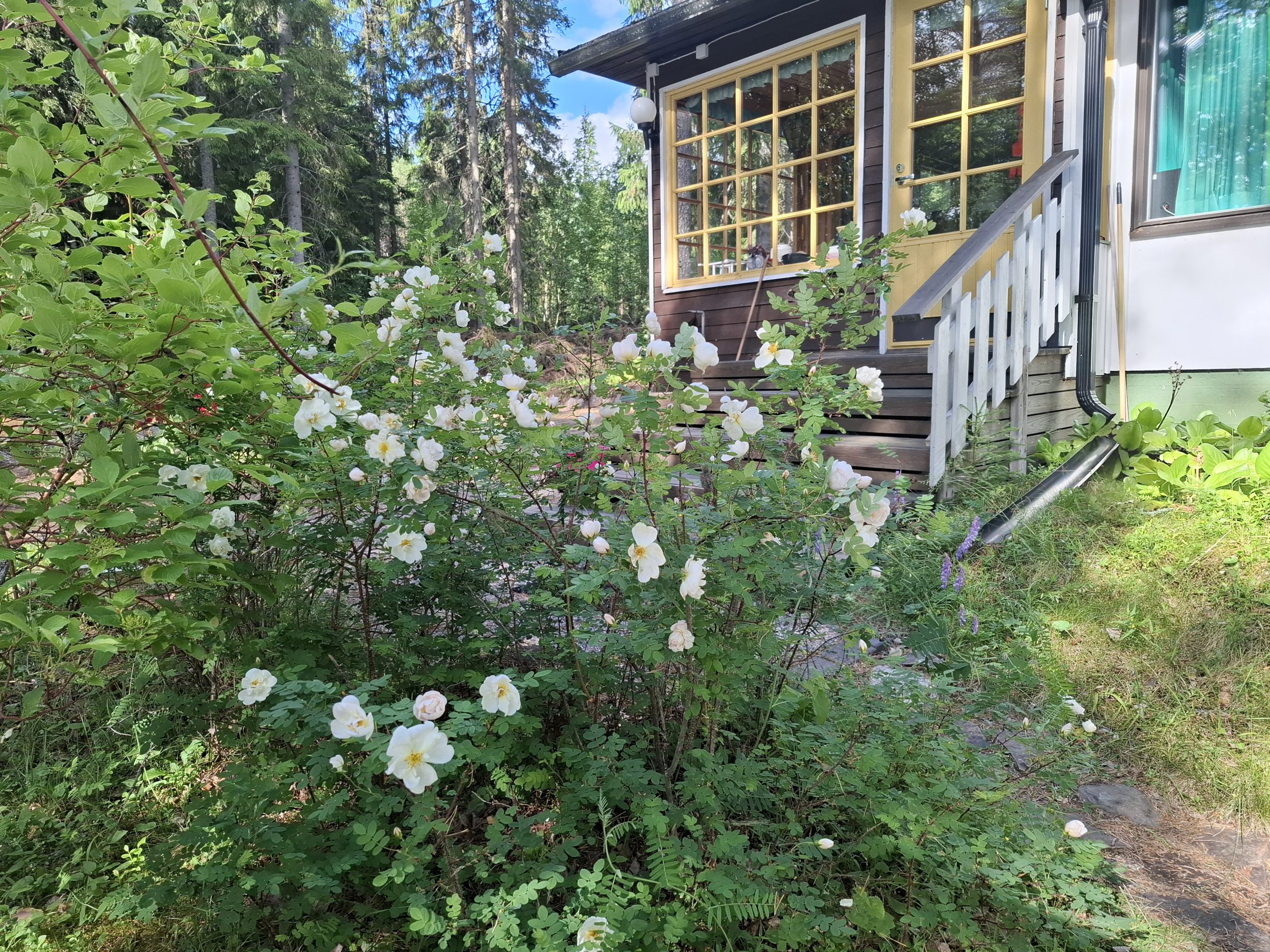 Ensimmäinen juhannus mökillä